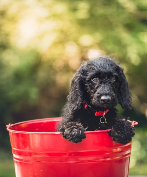 Dog in a bucket