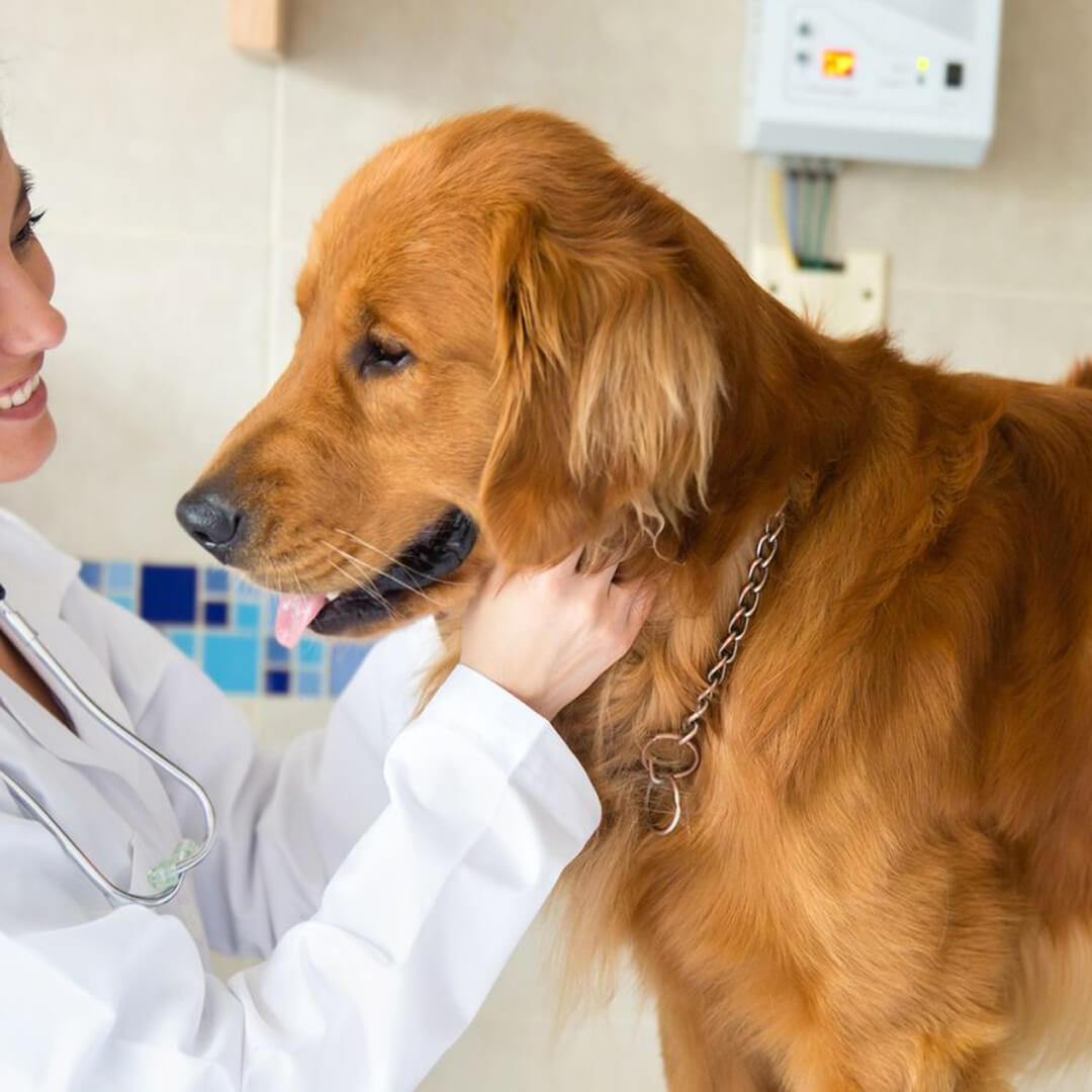 Pet Vaccination