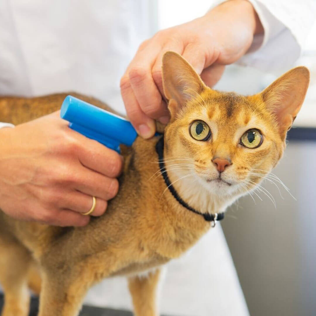 Cat Microchipping