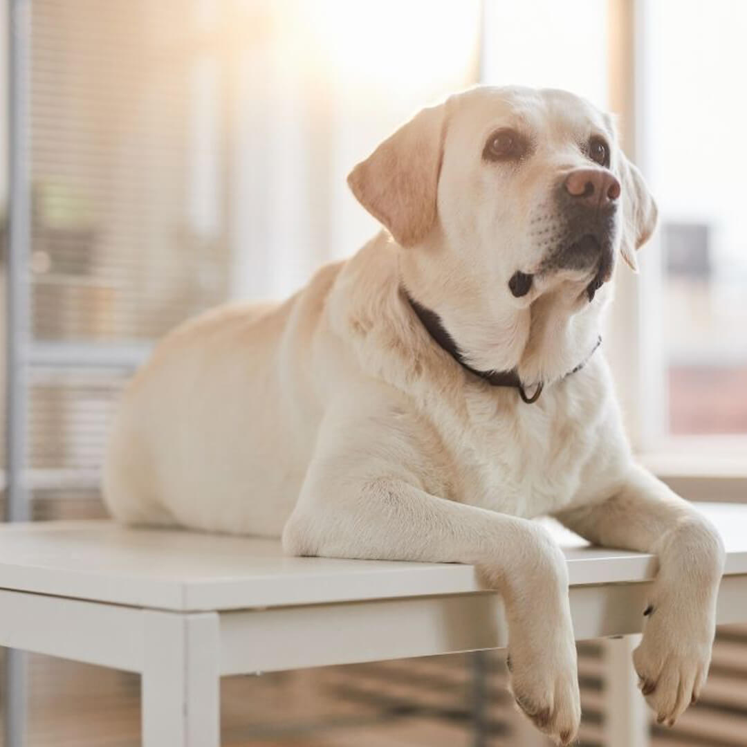 labrador on the table