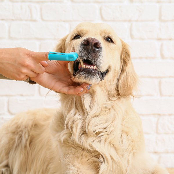 dog Teeth Cleaning