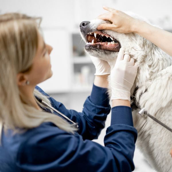 Dental Promo Dog in a bucket